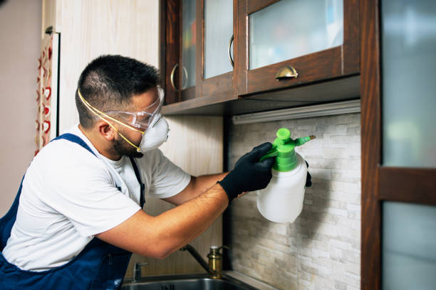 Wasp Removal Services in Fox Chase, PA